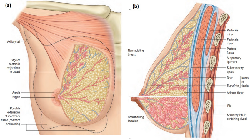 Sarita Kumari | National Cancer Institute - All India Institute of Medical Sciences · Gynaecologic